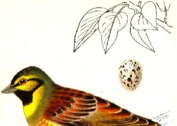 Garden oatmeal.  Bunting bird.  The lifestyle and habitat of the bunting bird.  Male and female: main differences