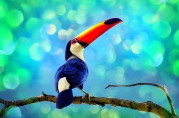 So that's what you are - a toucan!